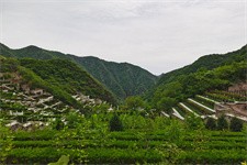 购买墓地 购买墓地