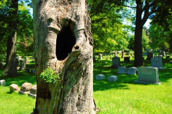 树葬公墓