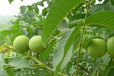 Guihuayaoqiu Guihuayaoqiu